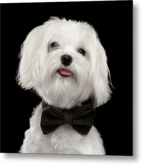Maltese Metal Print featuring the photograph Closeup Portrait of Happy White Maltese Dog with bow Looking in Camera isolated on Black background by Sergey Taran