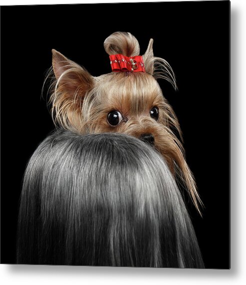  Closeup Metal Print featuring the photograph Closeup Yorkshire Terrier Dog, long groomed Hair Pity Looking back by Sergey Taran