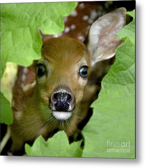 Curous Metal Print featuring the photograph Curous Fawn by Adam Olsen
