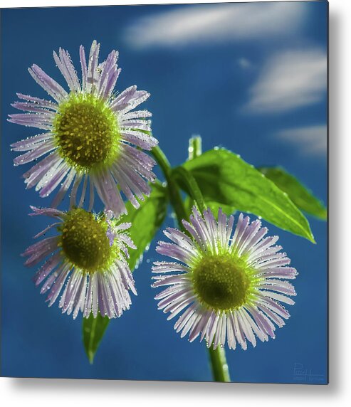 Daisy Flowers Floral Sky Cloud Blue Yellow White Green Square Metal Print featuring the photograph Daisy Trio - white daisies glistening in sunlight with mist droplets by Peter Herman