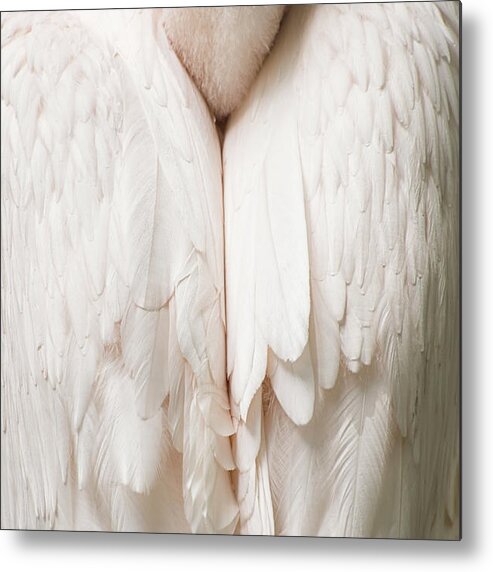 Eastern White Pelican Metal Print featuring the photograph Feathers by Kuni Photography