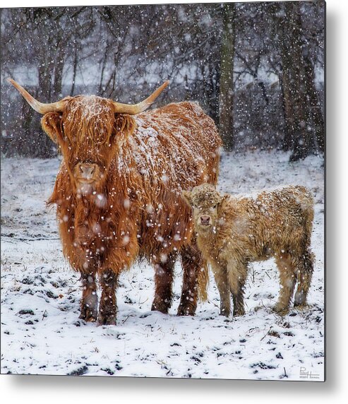 Scottish Highland Cow Coo Coos Cattle Longhorn Snow Pasture Wisconsin Wi Winter Metal Print featuring the photograph Mother's Love - Scottish Highland cow and calf in snowy pasture by Peter Herman