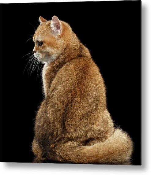 Offended Metal Print featuring the photograph offended British cat Golden color by Sergey Taran