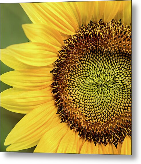 Flower Metal Print featuring the photograph Part of a Sunflower by Don Johnson