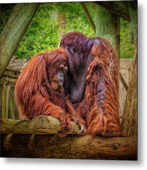 Bornean Orangutan Metal Print featuring the photograph People of The Forest by Sandra Selle Rodriguez