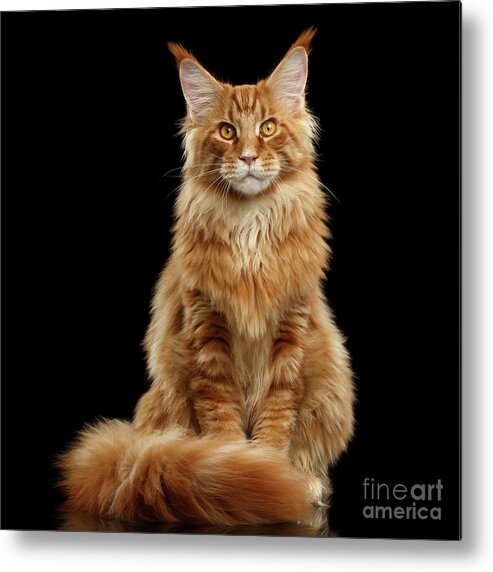 Angry Metal Print featuring the photograph Portrait of Ginger Maine Coon Cat Isolated on Black Background by Sergey Taran