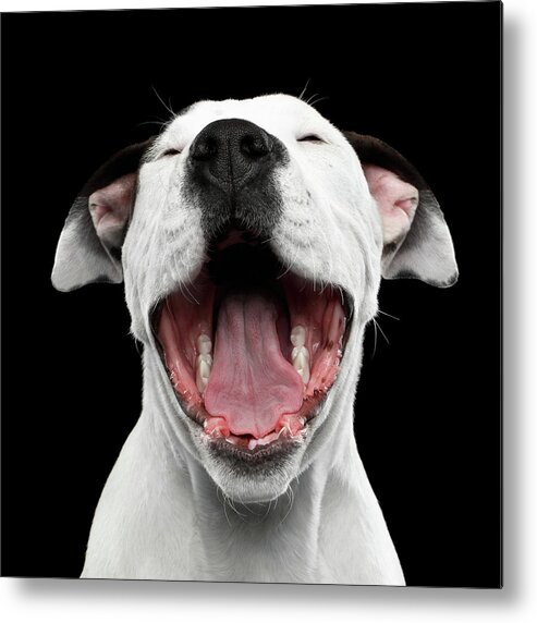 Puppy Metal Print featuring the photograph Puppy laughs by Sergey Taran