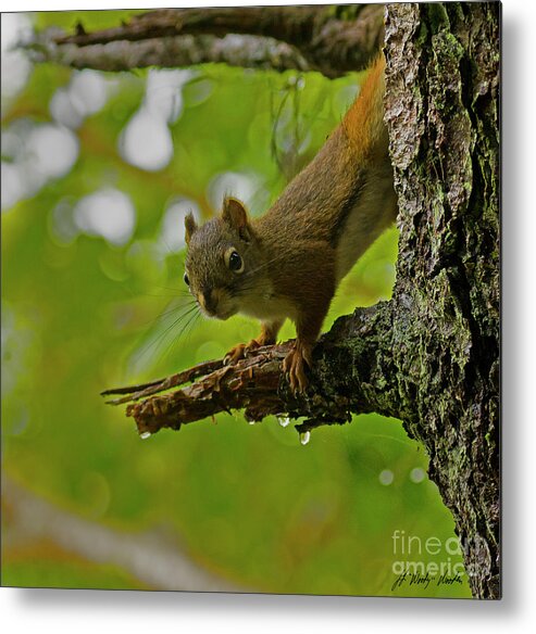 Squirrel Metal Print featuring the photograph Sitka Red Squirrel-Signed-#2973 by J L Woody Wooden