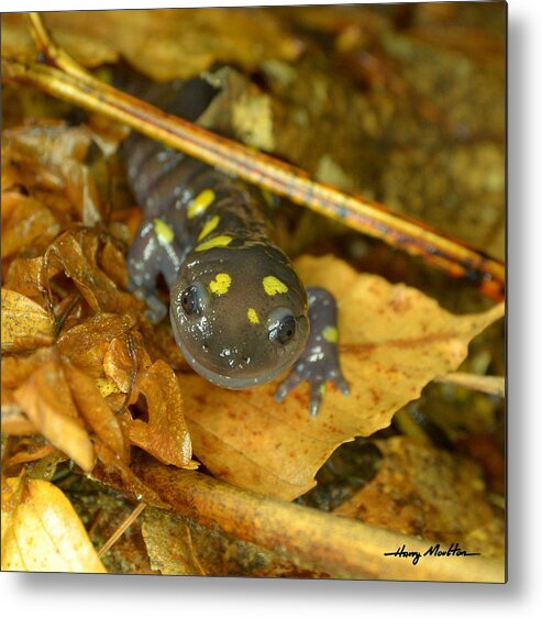 Nature Metal Print featuring the photograph Spotted Salamander by Harry Moulton