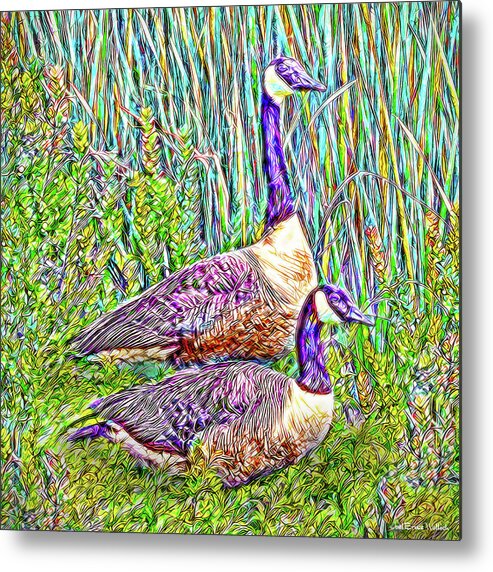 Joelbrucewallach Metal Print featuring the digital art The Goose And The Gander - Lakeside Scene In Boulder County Colorado by Joel Bruce Wallach