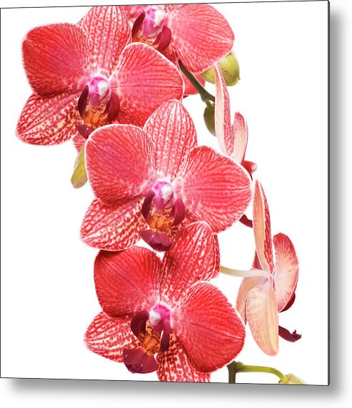 Beautiful Luxury Red Orchid On White Metal Print By Digihelion