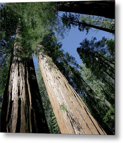 Directly Below Metal Print featuring the photograph Giant Sequoia Of Yosemite by Gary Pearl