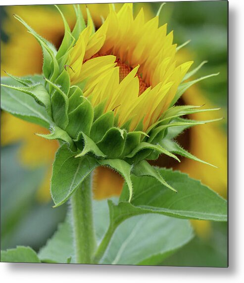 Sunflower Metal Print featuring the photograph Just Before Full Bloom by Mary Anne Delgado