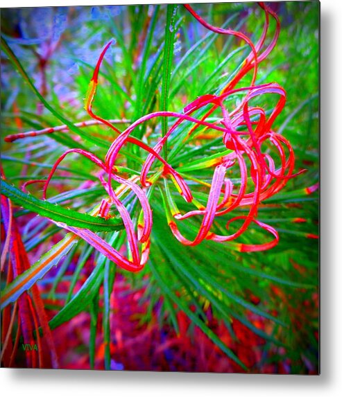 Tendril Metal Print featuring the photograph Nature's Ribbons by VIVA Anderson