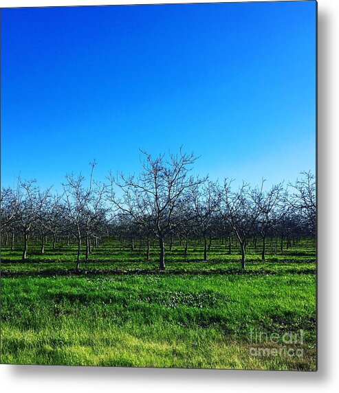 Orchard Metal Print featuring the photograph Orchard Trees in Blue by Suzanne Lorenz