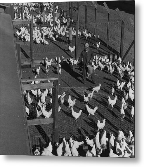 Bucket Metal Print featuring the photograph Poultry Farm by Buyenlarge
