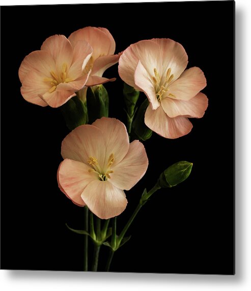 Flowers Metal Print featuring the photograph Trio in Pink by Cheryl Day