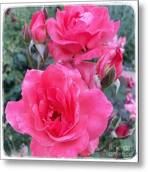 Pink Metal Print featuring the photograph Dusty Rose by Wendy Golden