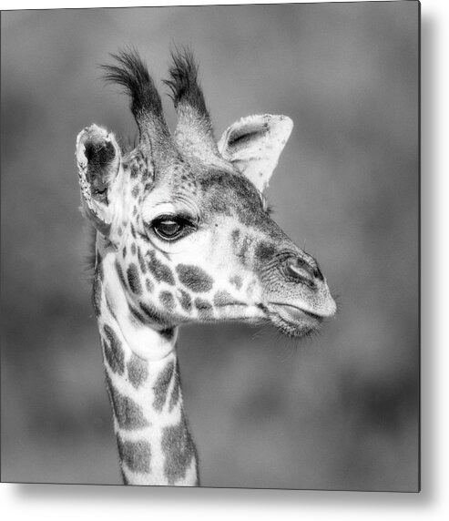 Africa Metal Print featuring the photograph Giraffe portrait in monochrome by Murray Rudd