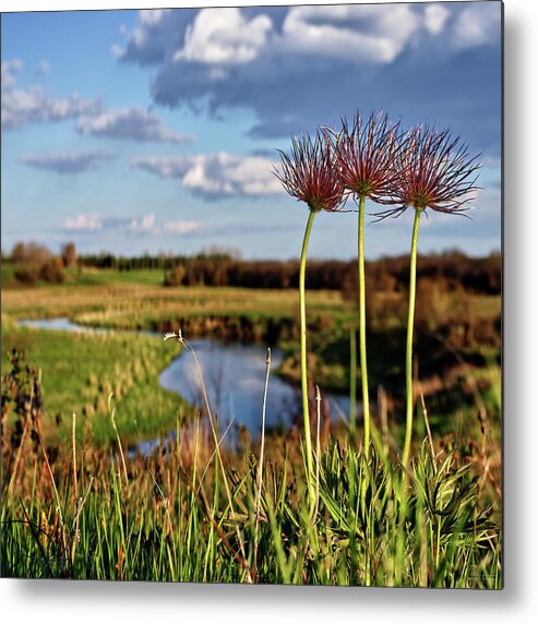 Prairie Crocus Metal Print featuring the photograph Late Bloomers 3 of 3 - Prairie Crocus on coulee hill, after blooming-square crop by Peter Herman