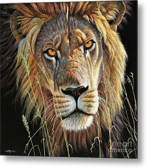 Cynthie Fisher Metal Print featuring the painting Lion Scratch Board by Cynthie Fisher
