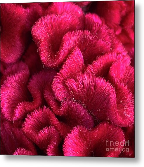 Magenta Metal Print featuring the photograph Magenta Cockscomb by Wendy Golden