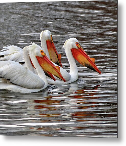 Pelicans Metal Print featuring the photograph Pelicans at Viking Park #7 of 7 - Stoughton Wisconsin by Peter Herman
