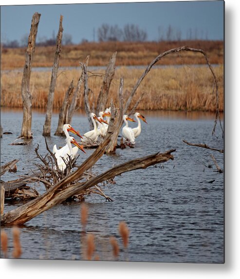 Pelicans Metal Print featuring the photograph Pelicans relaxing on deadwood of Devils Lake by Peter Herman