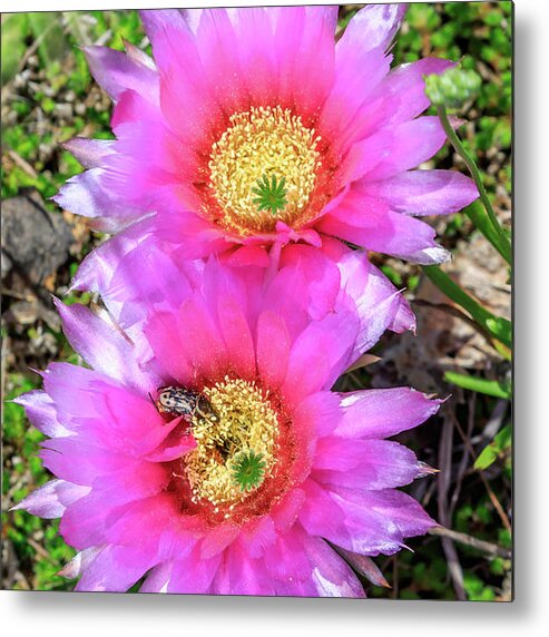 Background Metal Print featuring the photograph Pink prickly pear cactus blossoms by Richard Smith
