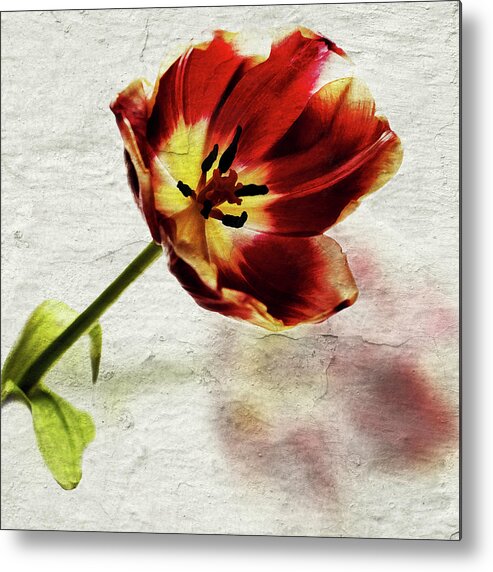 Red Tulip Metal Print featuring the photograph Tulip Shadow by Al Fio Bonina
