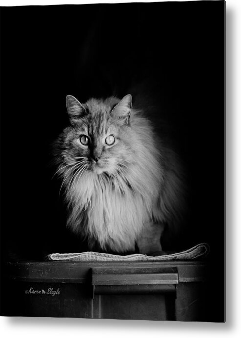 Cat Metal Print featuring the photograph That's Close Enough by Karen Slagle