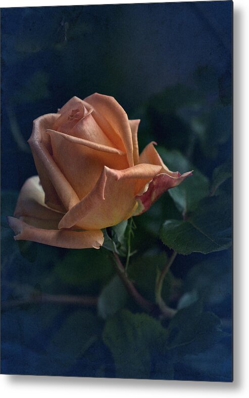 Rose Metal Print featuring the photograph Spring Memory by Richard Cummings