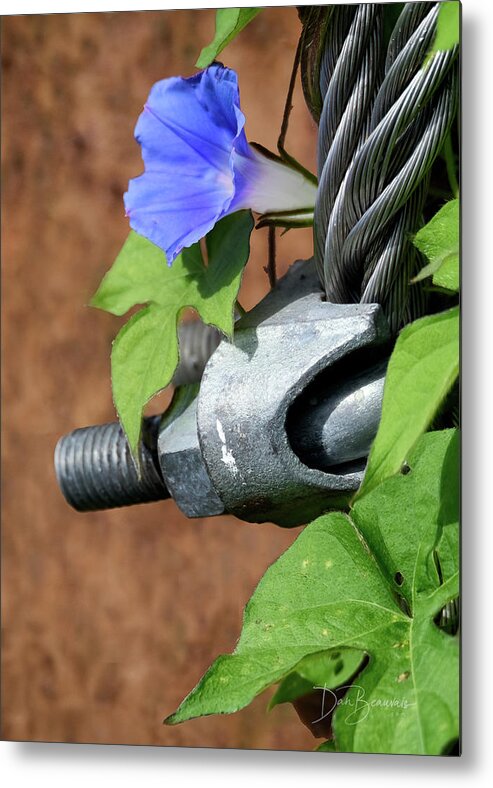 Morning Glory Metal Print featuring the photograph Morning Glory and Clamp #6704 by Dan Beauvais