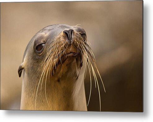 Sea Lion Metal Print featuring the photograph A Condescending Attitude by Theo O'Connor