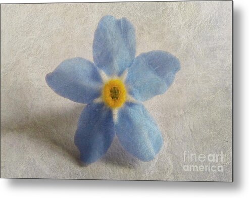 Delicate Metal Print featuring the photograph Myosotis 'Forget-me-not'- Single Flower by Vix Edwards