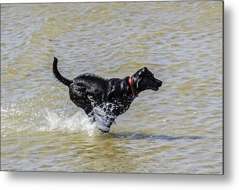 Animal; Ball; Best Friend; Breed; Companion; Creature; Domestic; Domestic Animal; Family Dog; Family Friend; Family Pet; Fetch The Ball; Four Legged Friend; Game; Labrador; Loving; Mans Best Friend; Nature; Of; Pet; Playing; Pooch; Red; Running; Water; Black; Canine; Dog; Friendship; Fun; Metal Print featuring the photograph Fetch the ball by Chris Smith