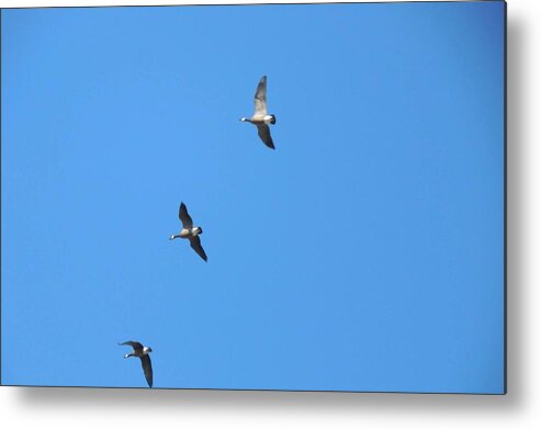 Ducks Metal Print featuring the photograph Formation Flight by Jean Slay-Gueths