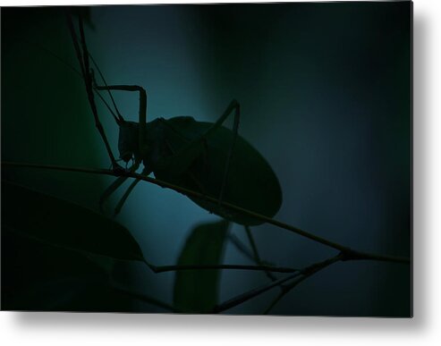 Bug Metal Print featuring the photograph It's A Bug... by Tammy Schneider