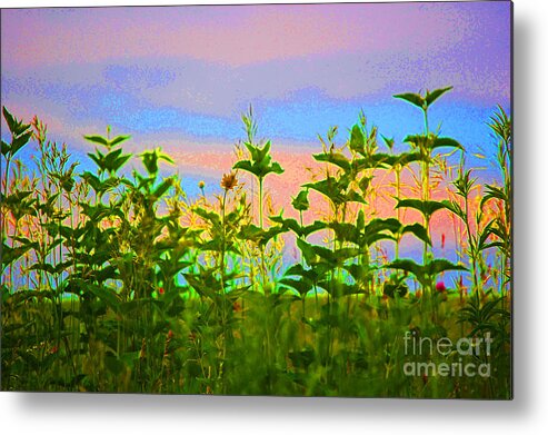 First Star Art Metal Print featuring the photograph Meadow Magic by First Star Art