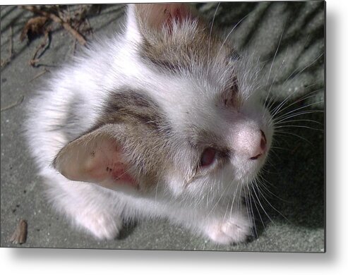 Mother Cat Brought This Teeny White And Black Kitten Out To The Patio For The First Time This Morning. Metal Print featuring the photograph  New Kitten's Debut by Trudy Brodkin Storace