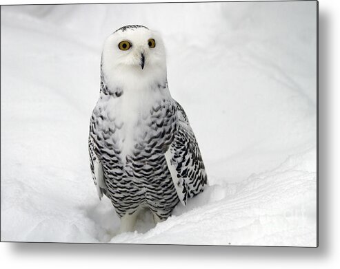 Snowy Owl Metal Print featuring the photograph Snowy Owl Bubo scandiacus by Lilach Weiss