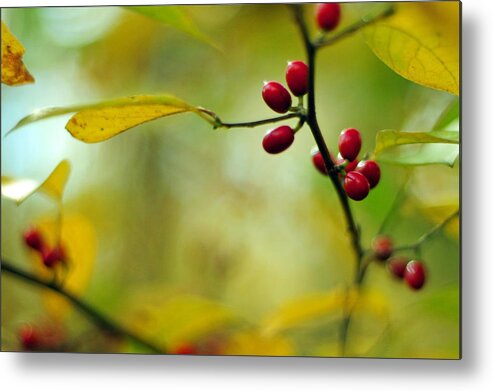 Lindera Benzoin Metal Print featuring the photograph Spicebush with Red Berries by Rebecca Sherman