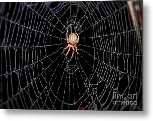 Spider Web Metal Print featuring the photograph Spider in Web by Peggy Franz