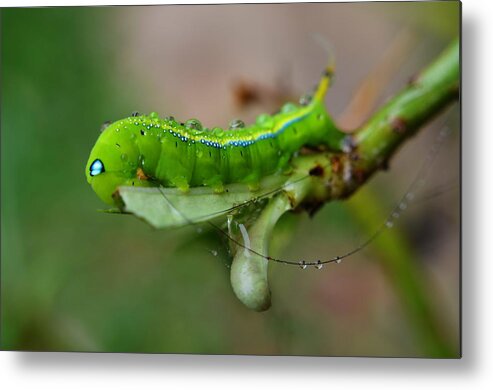 Animal Metal Print featuring the photograph Wet Caterpillar by Michelle Meenawong