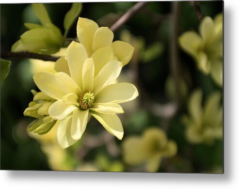 Yellow Magnolia Metal Print featuring the photograph Yellow Magnolia 1 by Douglas Pike
