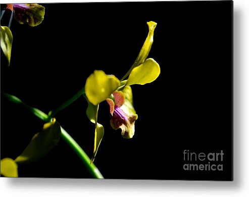 Nature Metal Print featuring the photograph Yellow Orchid by Michelle Meenawong