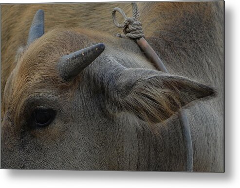 Michelle Meenawong Metal Print featuring the photograph Young Buffalo by Michelle Meenawong