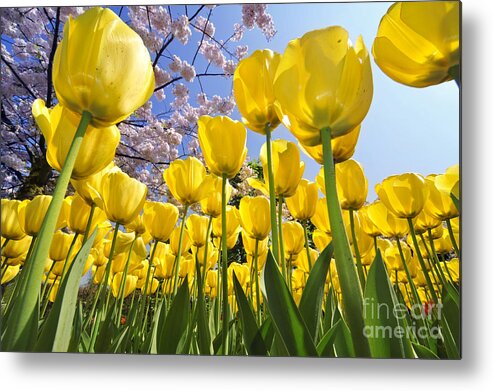 Colourful Metal Print featuring the photograph 090416p030 by Arterra Picture Library