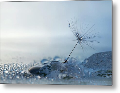 Macro Metal Print featuring the photograph A Blue Morning #1 by Heidi Westum