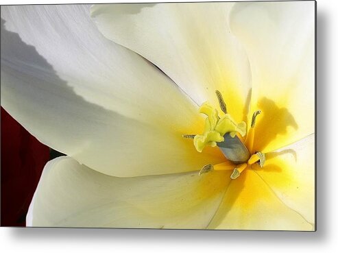 Flora Metal Print featuring the photograph A Touch of Elegance #3 by Bruce Bley